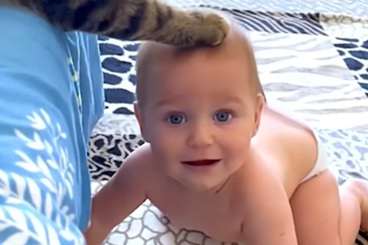 Gatto
