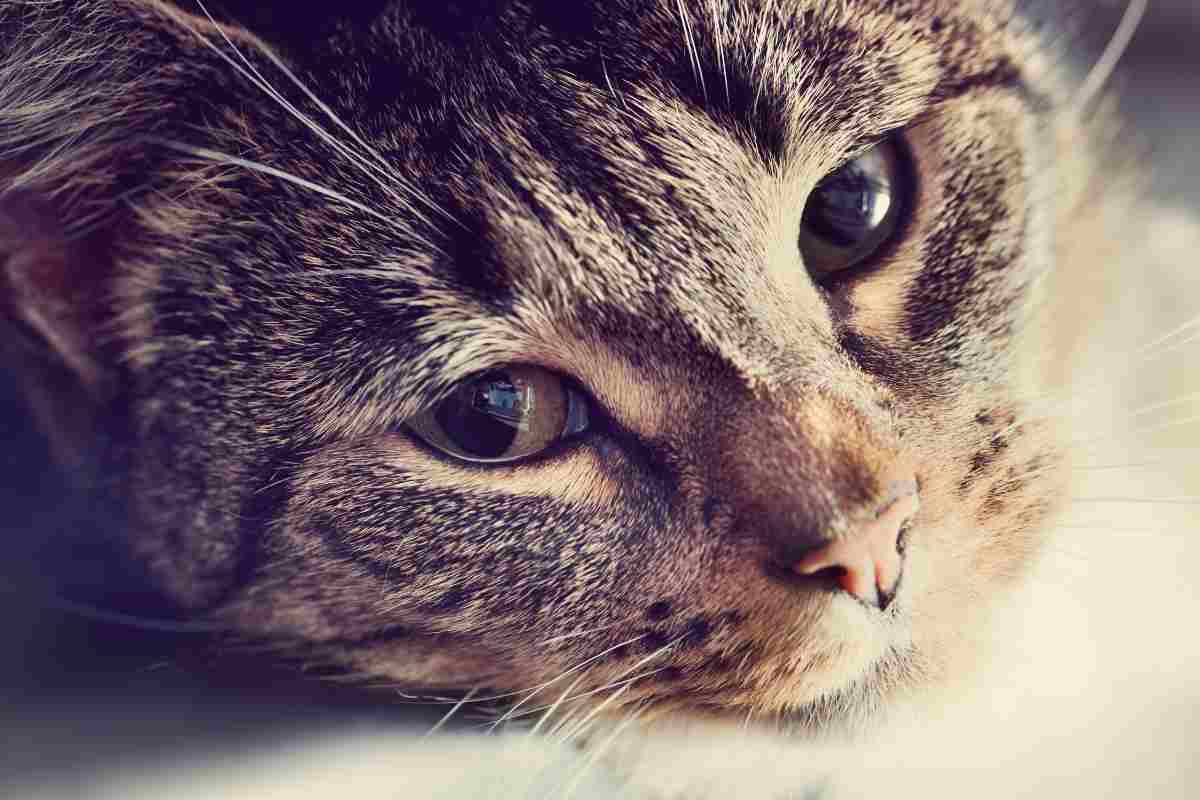Gatto