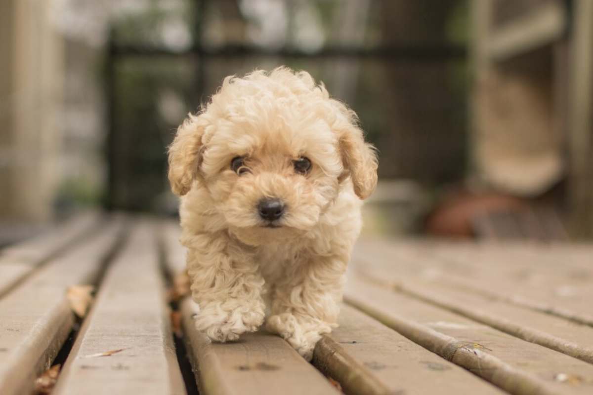 Razze di Cane