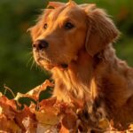 Razze di Cane