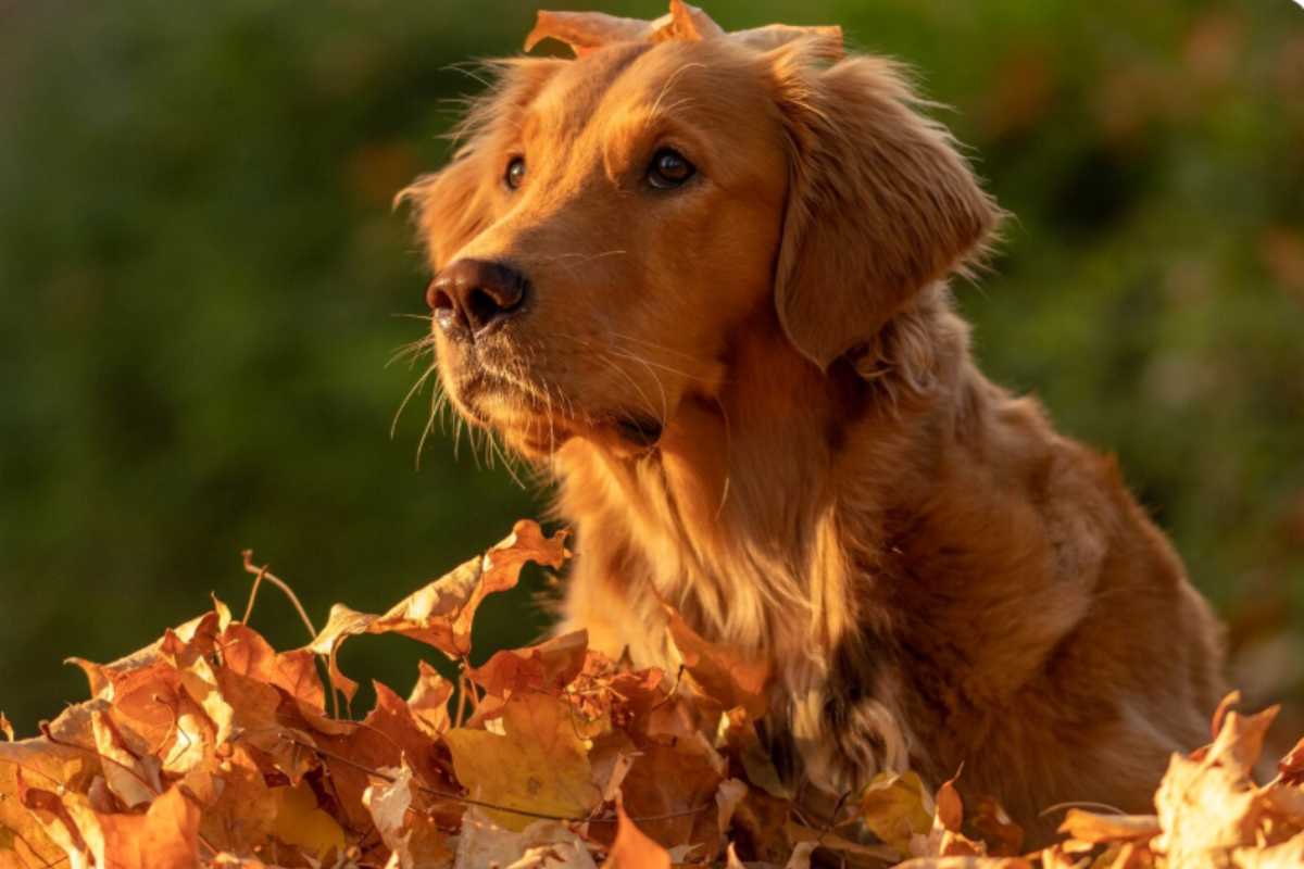 Razze di Cane
