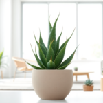 euforbia a cactus design e sostenibilita in ununica pianta 1751549739