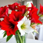 scopri le differenze tra amaryllis e hippeastrum per un natale perfetto 1766105227